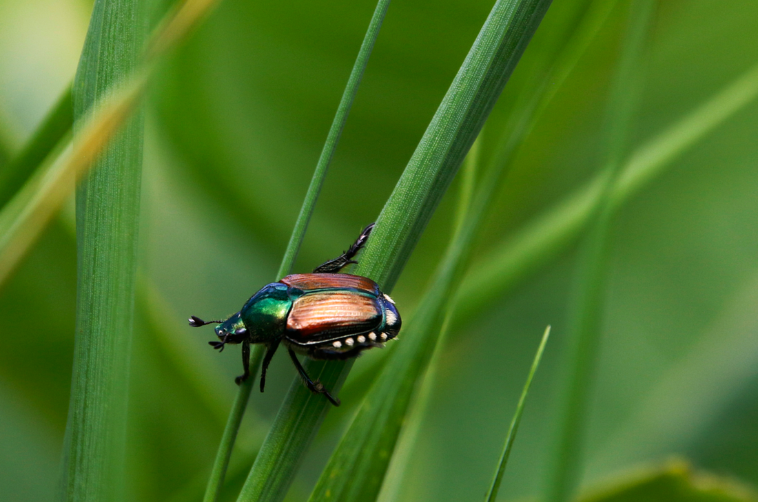 insecte sur une feuille