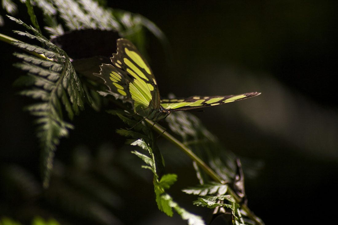 papillon sur une feuille