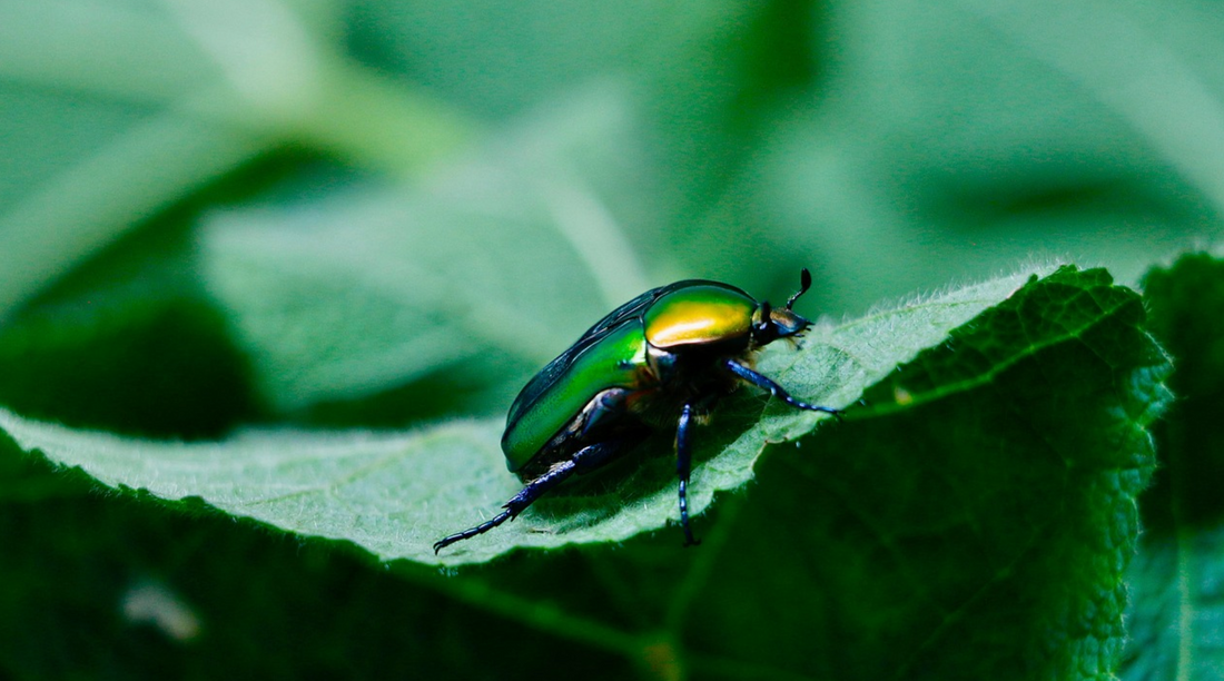 insect sur une feuille